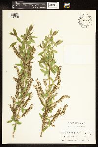 Salix amygdaloides image