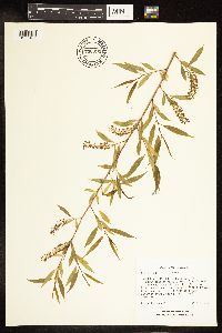 Salix amygdaloides image