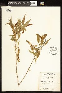 Salix amygdaloides image