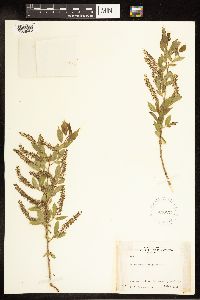 Salix amygdaloides image