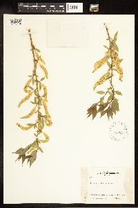 Salix amygdaloides image