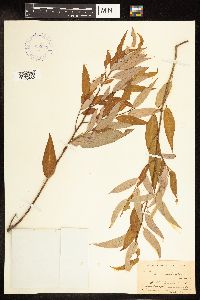 Salix amygdaloides image
