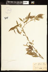 Salix amygdaloides image
