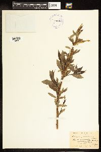 Salix amygdaloides image