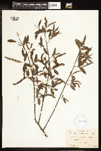 Salix amygdaloides image