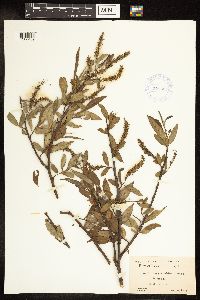 Salix amygdaloides image