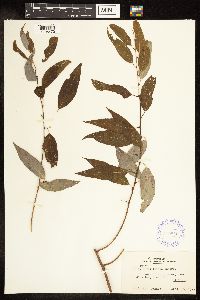 Salix amygdaloides image