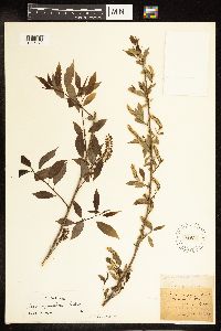 Salix amygdaloides image
