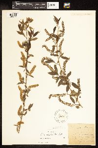 Salix amygdaloides image