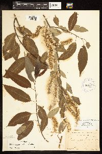 Salix amygdaloides image