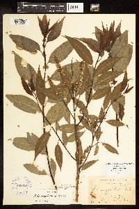 Salix amygdaloides image
