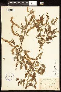Salix amygdaloides image