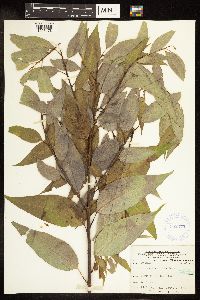 Salix amygdaloides image