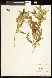 Salix amygdaloides image