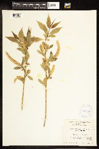 Salix amygdaloides image