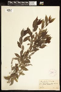 Salix amygdaloides image