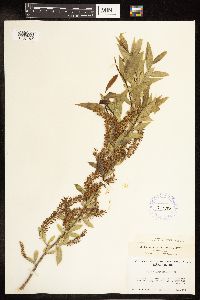 Salix amygdaloides image