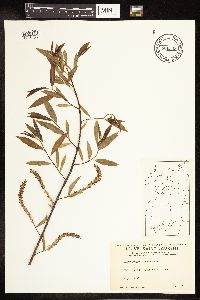 Salix amygdaloides image