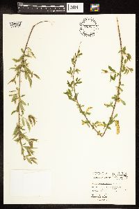 Salix amygdaloides image