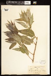 Salix amygdaloides image