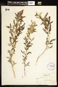Salix amygdaloides image