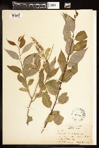 Salix amygdaloides image