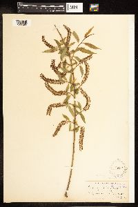 Salix amygdaloides image