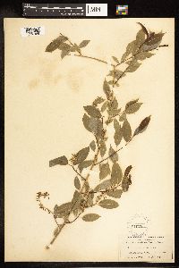 Salix amygdaloides image