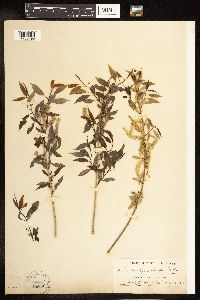 Salix amygdaloides image