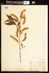 Salix amygdaloides image