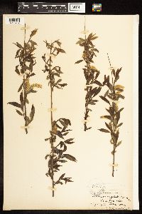 Salix amygdaloides image