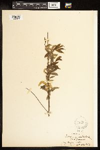 Salix amygdaloides image