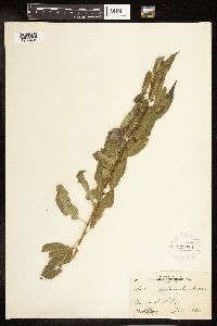 Salix amygdaloides image