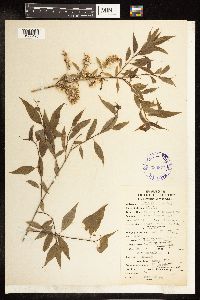 Salix amygdaloides image