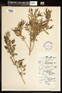 Salix amygdaloides image