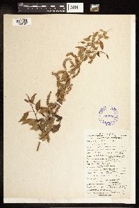 Salix amygdaloides image