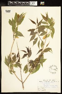 Salix amygdaloides image