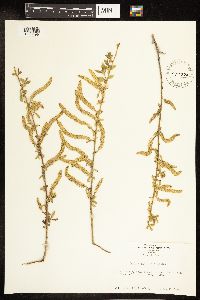 Salix amygdaloides image