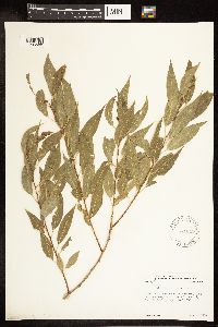 Salix amygdaloides image