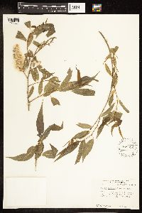 Salix amygdaloides image