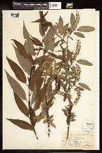 Salix amygdaloides image
