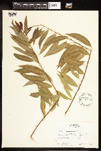 Salix amygdaloides image