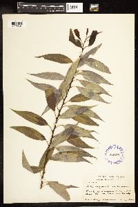 Salix amygdaloides image