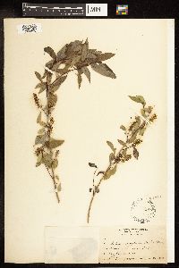 Salix amygdaloides image