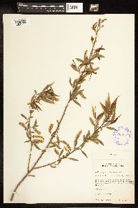 Salix amygdaloides image