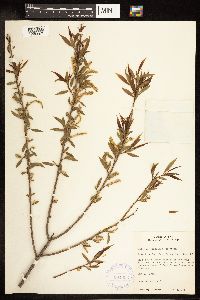 Salix amygdaloides image