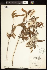 Salix amygdaloides image