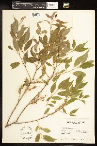 Salix amygdaloides image