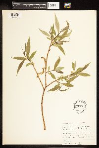 Salix amygdaloides image