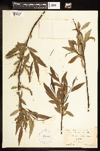 Salix amygdaloides image